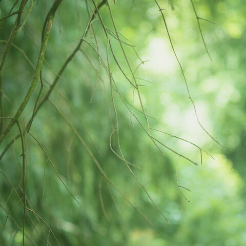 A photo of summer green hues with spindly twigs falling top to bottom from a branch. Hazy, hot.
