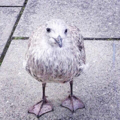 A very round young seagull stands on a pavement, its feathers the same mottled grey colour as the paving slabs. It is looking up, probably wondering if I have any chips.