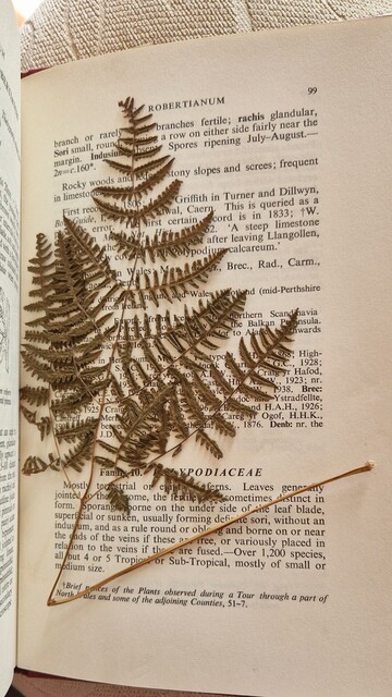 The opened book showing a pressed fern sample inside.