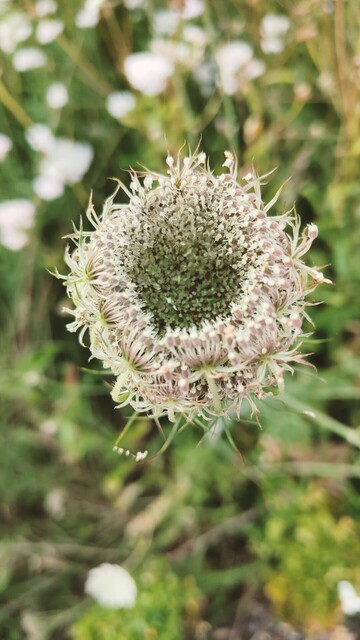 The head of a wildflower of some description which has not yet fully unfurled.