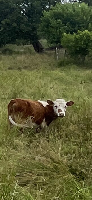 Calf 