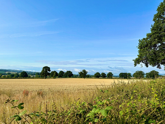 Views over the top of a large hedge with a mature tree to the right and views across pale brown crop fields to. Line of mature trees in the distance. A bright sunny morning with blue skies. 