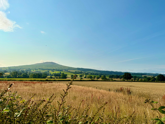 Views over a large hedge across pale brown crop fields to green fields and lots of trees on the distance. Behind the trees in the distance shows Clee Hill. Light blue skies with hardly any clouds.