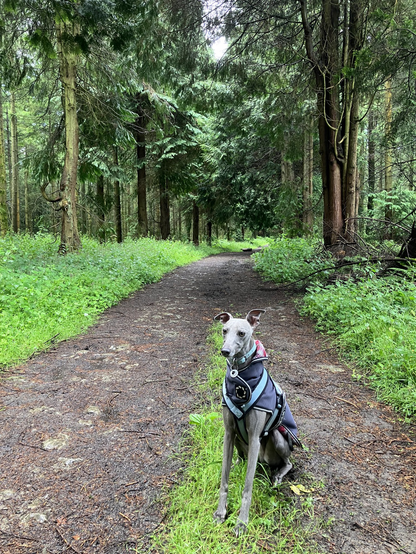 Harri the whippet on a Forest path 