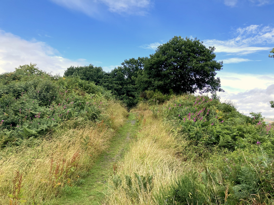 View of the entrance to Wapley hillfort 