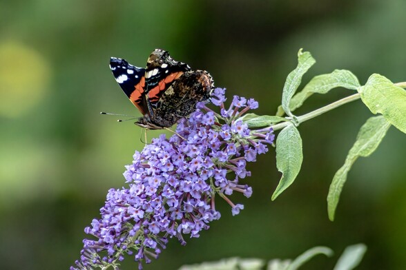 A Red Admiral Butterfly sits on a Buddleia bush:

The butterfly is side on with it's wings partially closed, It is a patchwork of colours, Black, Orange, White  and various shades of browns. It sits on a pyramid shaped Buddleia blossom, consisting of a multitude of delicate, pale lilac coloured flowers 