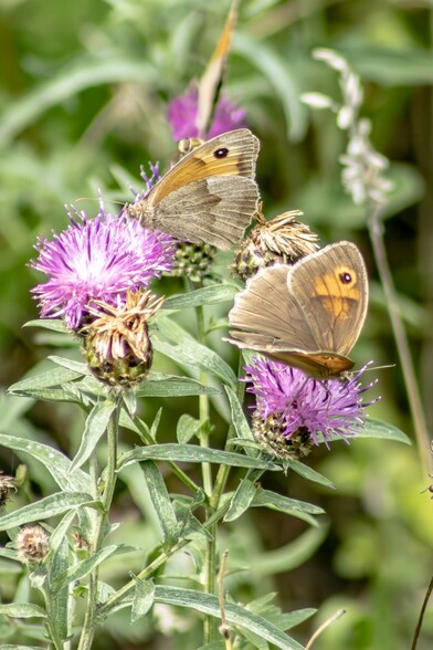 Two Meadow Brown Butterflies sit on thistle flowers:

The butterflies are a pale brown colour with orange patches and a single black spot on each of their wings, They are sitting on separate purple thistles, facing in opposite directions