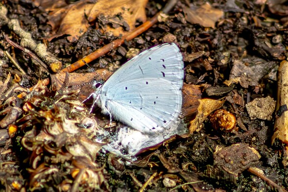 A Holly Blue Butterfly on the ground:

A pale, powder blue butterfly with black specks on it's closed wings sits amongst the leaf litter