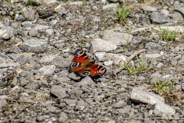 A peacock Buttefly:

The butterfly sits with its wings spread, soaking up the sun on a gravel path.  It has brownish-red wings, each with a single, large peacock-feather-like eyespot