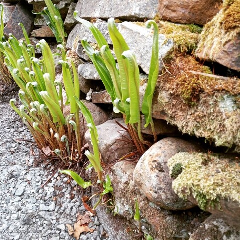 Ferns growing out of a dry stone wall, unfurling their leaves.  Stones covered with moss.