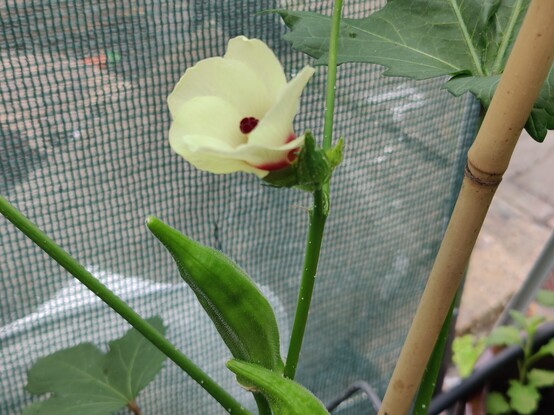Delicate pale yellow okra flower with a crimson center. 2 pods of okra below.