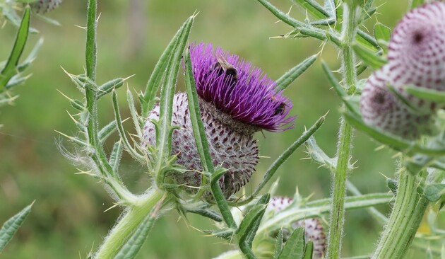 A very large thistle flower. Two bumble bees have almost disappeared into it. Below the florets, the flower head is covered in fine hairs (hence the name "woolly").