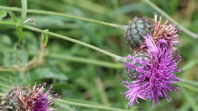 A plant whose flower stems have been bent over horizontal. The flowers are purple and thistle-like, but not spiny. The bracts of the flower-head under the flowers are green rather than brown, and almost circular.