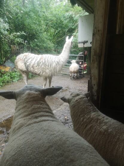 The view is from inside one of the stables, looking out. Outside we can see a llama and the back end of a sheep at the gate - it's Skippy! Giles is attempting to get through the gate with a bucket of sawdust. Skippy thinks it's food. Looking out of the stable, unconvinced about the weather or whether that bucket actually contains food, there's Brambles on the left and Panda on the right.

Their wool is gradually starting to come back now, and is currently about the depth of your gran's pedestal mat.