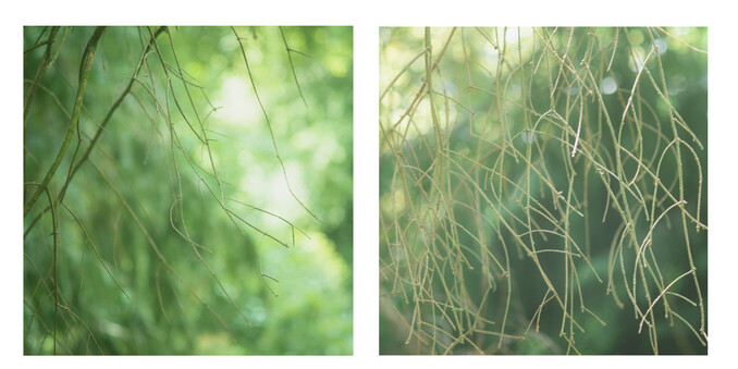 A diptych of green toned photos. On the left spindly branches fall across the right of the photo and on the right hand the same but across the whole photo. 