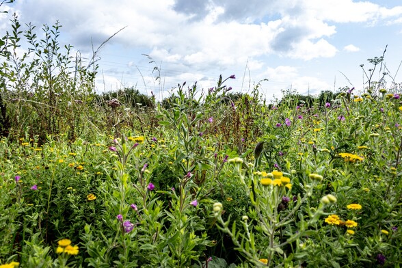 A photo taken at ground level, looking through a wildflower meadow:

A dense thicket of green foliage and flowers of different heights, The flowers are mostly yellow and purple