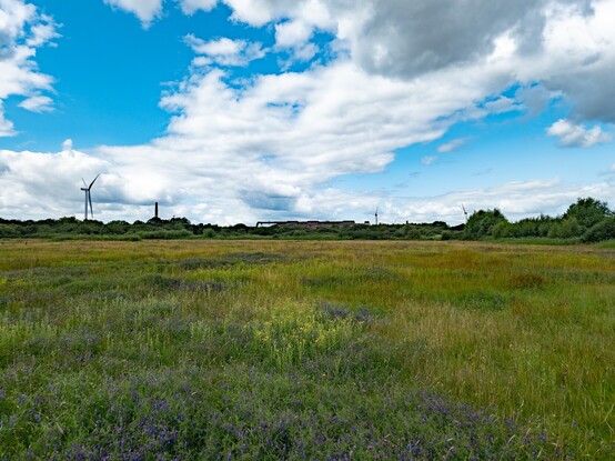 Looking over a meadow of grass and flowers to the heavy industry of Newport docks in the distance:

A rough grass meadow with thick patches of purple and yellow flowers stretches into the distance, ending in a hedgeline of bushes and trees. Wind turbines, a chimney stack and a long industrial building van be seen above the trees. A pale blue sky populated with thick white clouds sits above