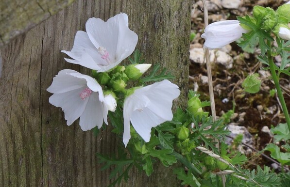 Large white flowers with pink anthers in the middle. 