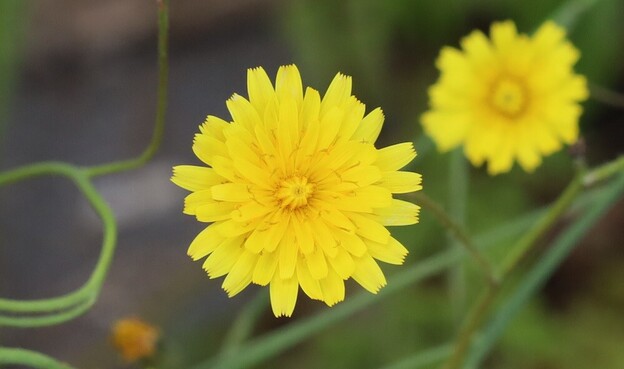 A yellow flower, shaped like a small dandelion. It is on the end of a long stem, so the leaves are out of shot.