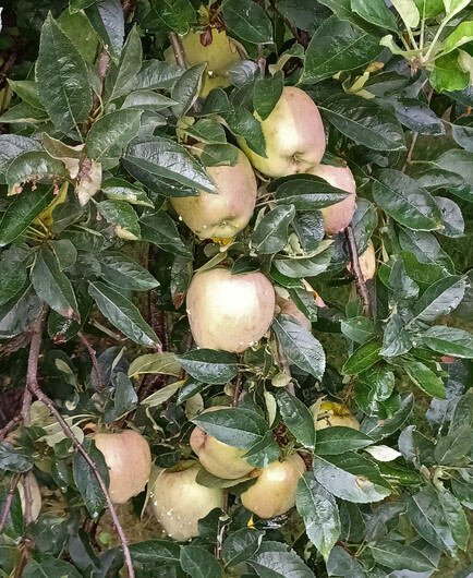 Close up of a branch of a "Red Delicious" apple tree showing about a dozen large green apples, just starting to get a red blush. Lots of green apple leaf foliage surrounds the fruit.