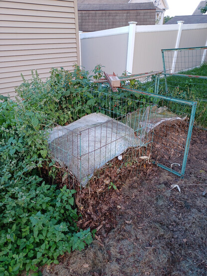 Two wire-enclosed compost piles.  The right one is partially removed.  The left one is fresh material just starting to rot,  Everything is surrounded by a tangle of catnip, raspberries and volunteer tomato plants.