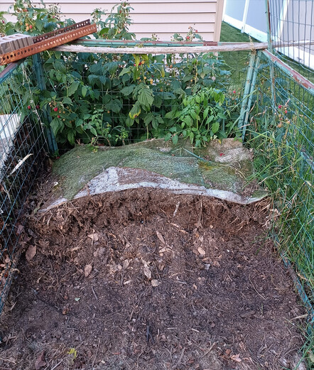 Composted corn stalks in a pile with the front of the pile removed.  Brown crumbly organic matter to be used as mulch.  Pile is covered by a piece of old carpet that is covered in moss.  Pile is contained by wire fencing material.  Tomato plant growing out of pile, raspberry bushes behind.