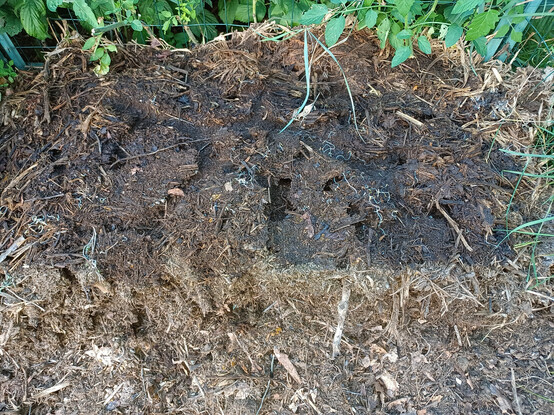 Composted corn stalks in a pile with the front of the pile removed.  Brown crumbly organic matter to be used as mulch. Top of pile shows many shrew runs that were under the carpet covering.  Pile is contained by wire fencing material.  Tomato plant growing out of pile, raspberry bushes behind.