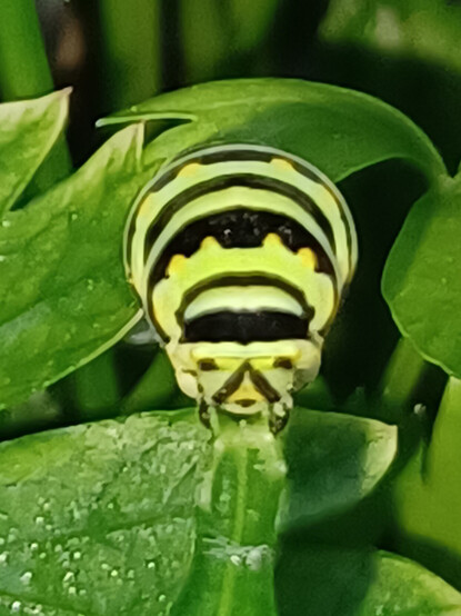 Very close look at the head of a Black Swallowtail larva feeding on a parsley leaf.  Yellow and black stripes on green leaves.
