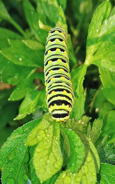 Yellow, black and green striped larva of a Black Swallowtail  feeding on dew-covered parsley leaves.