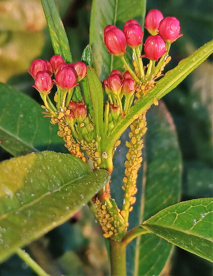 Close view of flower head of a Butterfly milkweed with closed red flower buds.  The stalks are covered with a multitude of yellow aphids.  Green foliage in background. 