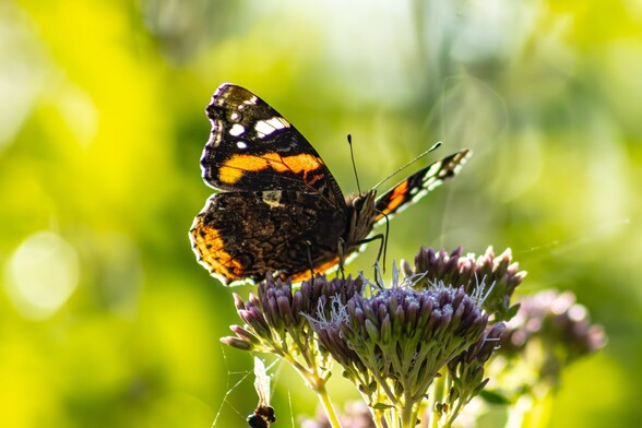 A Red Admiral butterfly enjoys the nectar of some Hemp Agrimony flowers:

The butterfly sits on top of a clump of small light purple buds. It's wings are spread showing the mottled dark brown colour with orange, white and black patches.