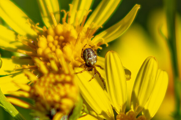 A Furrow Orb Weaver spider scrambles through the petals of a Ragwort flower:

The spider is small, about 5mm across and has a bulbous body coloured in shades of brown and beige. 