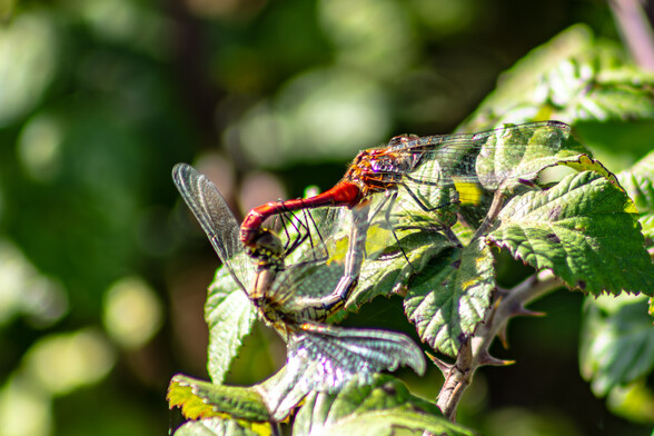 A pair of mating Ruddy Darter Dragonflies cling to Bramble bush:

The male is a bright red colour and it's tail clasps the pale yellow female on the top of her head. The females body curves round meeting the males under its abdomen, The two bodies forming a heart shaped outline