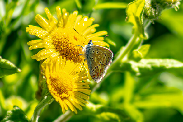 A Common Blue butterfly perches on Ragwort:

The butterflies wings are closed, showing only their underside which are a light brown colour with black spots outlined in white. A hint of its blue colour cab be seen on its body. The ragwort flowers are bright yellow and resemble miniature sunflowers