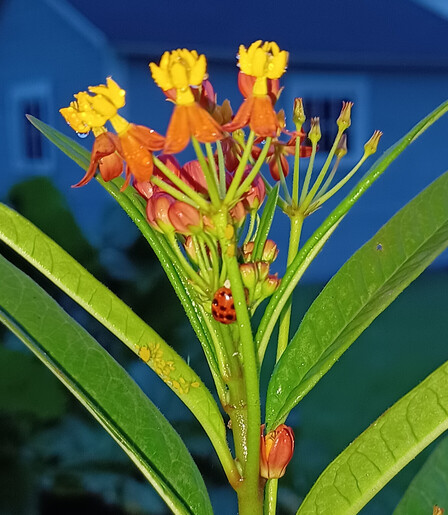 Orange and yellow flowers of Butterfly Milkweed with green leaves.  A Lady Bug beetle (Red with black spots) is feasting on the yellow Oleander Aphids.