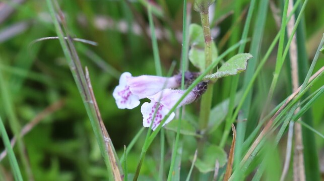 A small plant with two strangely-shaped pale pink flowers. The flowers always grow in pairs.