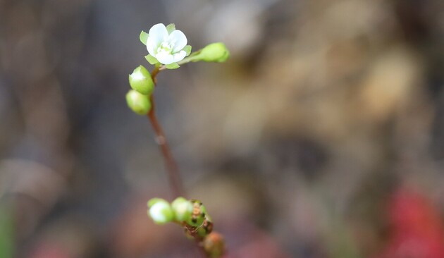 A tiny white flower with green sepals at the end of a thin flower stalk qhich gas several buds on it. Only one flower is fully open.