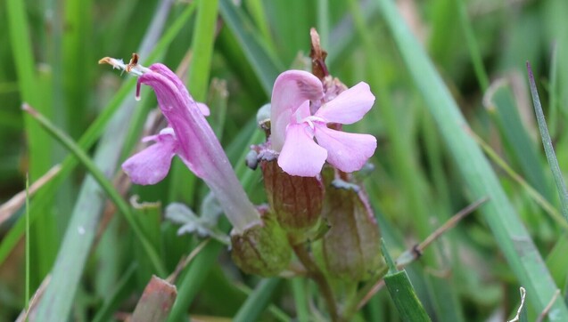 A plant with pink flowers. The flowers have a hook-shaped part at the top and three spread-out petals at the bottom.