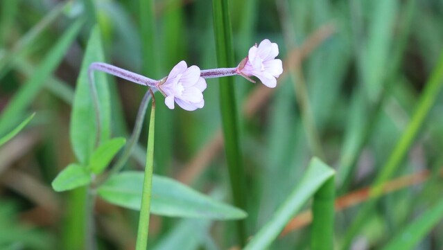 A plant with thin green leaves. At the op are two thin stalks with pink flowers at their ends.