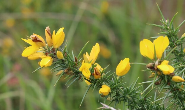 A very spiny plant with bright yellow flowers. 