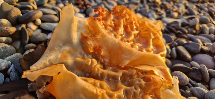 Yellow/orange crinkly seaweed on a pebble beach, lit by the setting sun.