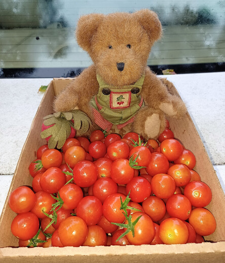 A light brown teddy bear in green overalls sits looking directly at the camera. He is holding a beet in his right paw.  There is a bunch of beets embroidered on the bib of his overalls.  He sits in a cardboard box admiring several dozen SuperSweet 100 cherry tomatoes that he just picked.  Back window of a white car visible in background.