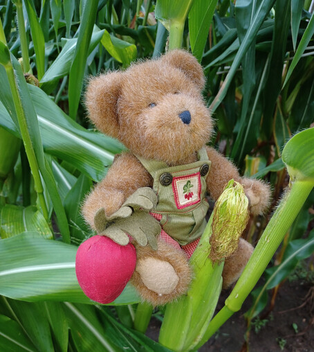 A light brown teddy bear in green overalls sits looking thoughtful. He is holding a beet in his right paw.  There is a bunch of beets embroidered on the bib of his overalls.  He is sitting on an ear of sweetcorn in the middle of a forest of stalks in a cornfield, surrounded by green corn foliage.