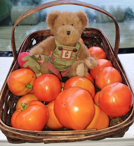 A light brown teddy bear in green overalls sits looking directly at the camera. He is holding a beet in his right paw.  There is a bunch of beets embroidered on the bib of his overalls.  He sits in a cardboard box admiring about a dozen Jet Star tomatoes that he just picked.  Back window of a white car visible in background.