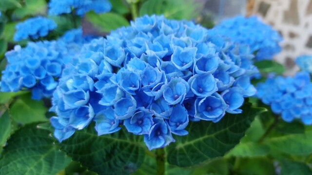 Hydrangea Magical Constellation was bred in Holland and is one of the 'Magical' series which are smaller growing with a neat habit and ideal for container culture.

Best grown in semi shade to full shade.