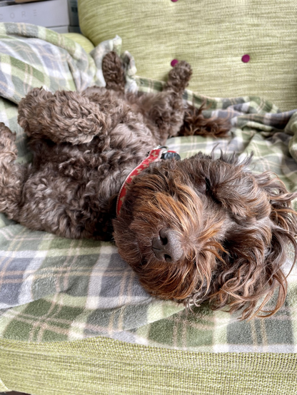 Brown cockapoo dog sleeping on her back.