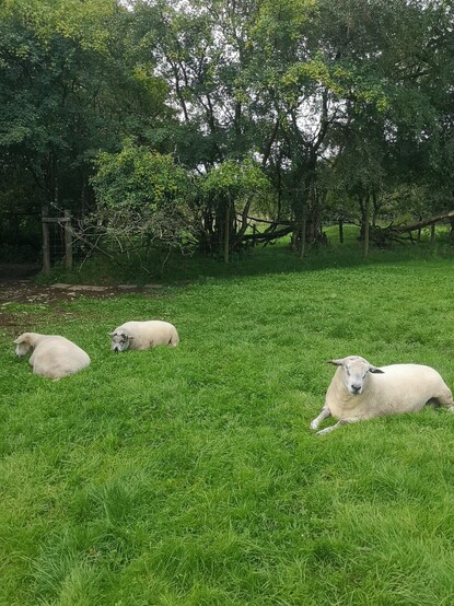 Three sheep next to the gateway at the top of the middle field that leads to the stables. All three have been roused by me walking past. From left to right we can see Lucky, Panda and Brambles, who is in the act of raising himself from his usual ultranapping position.

Shortly after this picture was taken Panda and Brambles came over and stood by me, one next to each of my legs, and both rubbing their heads vigorously on a knee each.