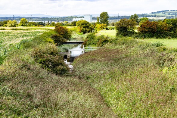 Looking inland from the sea wall:

Looking along the course of a "reen". Thick reed beds line the bank of the shallow channel, initially hiding it's course from sight completely. Further on a metal sluice gate controls the flow of water. A series of narrow footbridges can be seen crossing the reen at various points. In the far distance the grey buildings of Llanwern Steel Works rise from behind a line of trees.