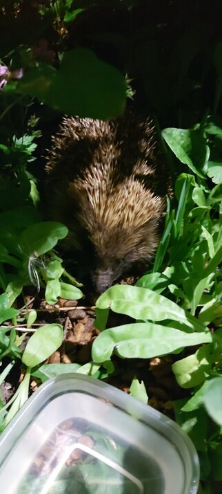 Picture of a hedgehog face sticking out if some weedy undergrowth eating dry cat food.