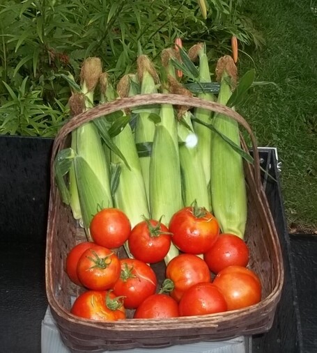 A wooden harvesting basket containing a dozen ears of sweetcorn ans a dozen red tomatoes.